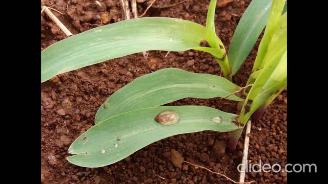 Ore ru Orembo'e katu - Canto Guarani