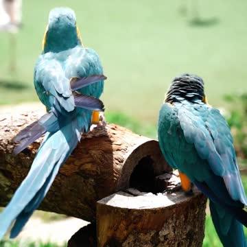 parrot with his girlfriend.