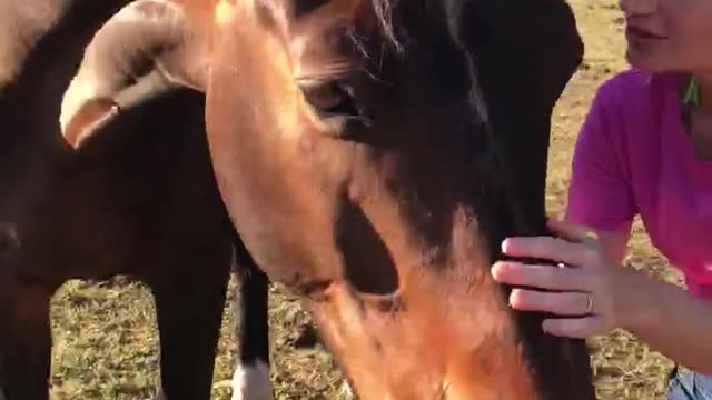 Cute Pony asking for an Apple 🍎