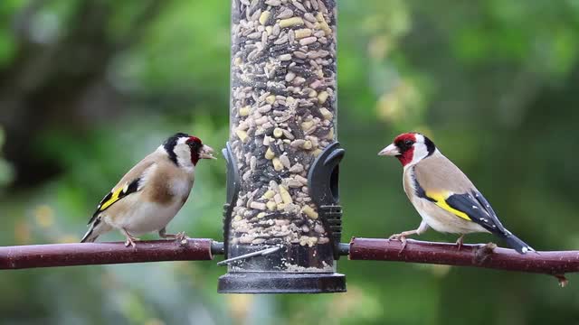 Two love birds are eating together❤️