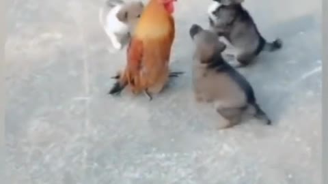 Puppies Playing With Chicken