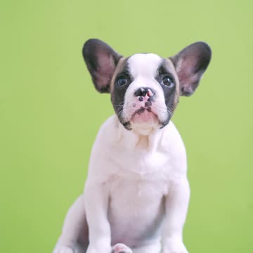 Green screen dog pose