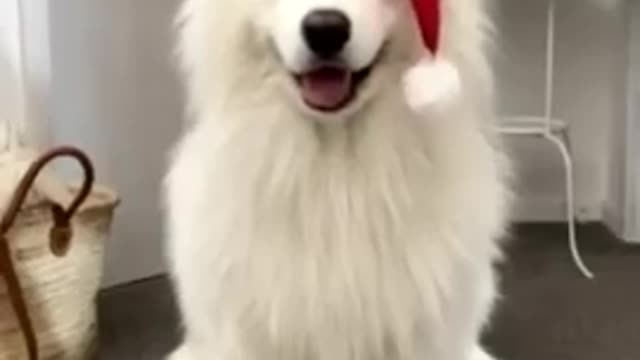 Christmas is Coming!