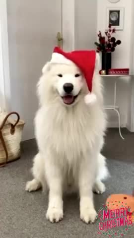 Christmas is Coming!