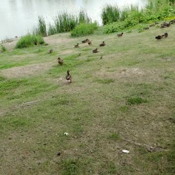 BEAUTIFUL DUCK'S