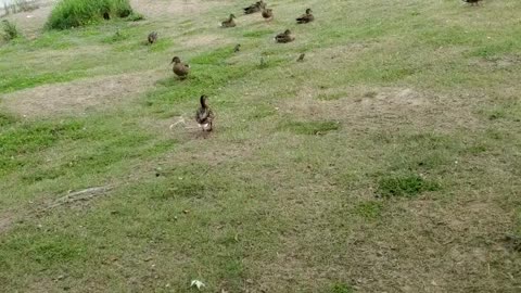 BEAUTIFUL DUCK'S