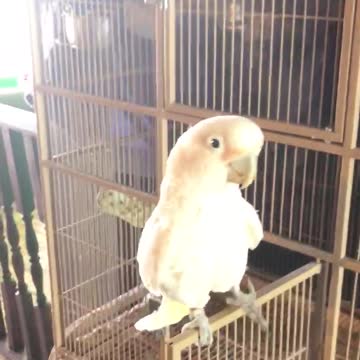 Gizmo the cockatoo learns to open his crate