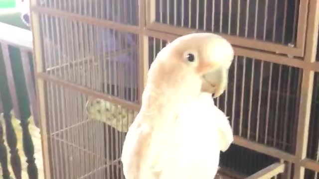 Gizmo the cockatoo learns to open his crate