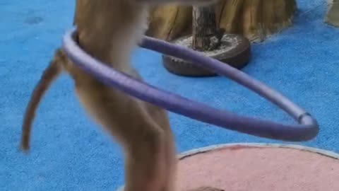 Monkey dance