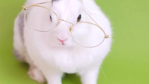 Rabbit read the book with glasses