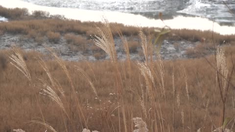 a swaying reed on a cold winter day