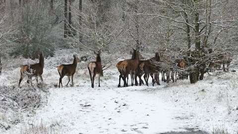 A Group Of Deer At Winter