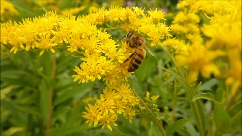 Blooming flowers Video with Refreshing Music