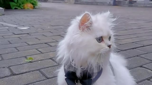 A cat looking around