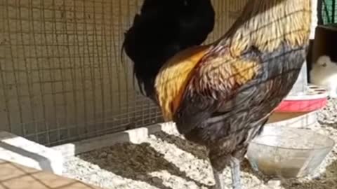 Strong cock