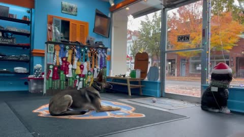 Dog trannig