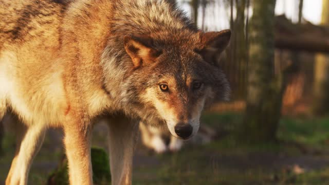 Wolf gazes up close