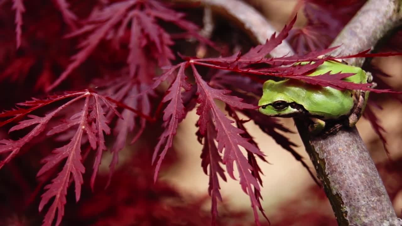 Frog - 37545