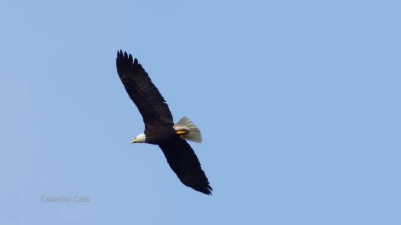 Native American Style Music | Flight of the Eagle | Eagles Sounds with Distance Thunder