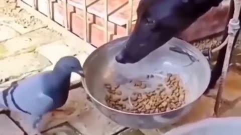 Funny Animal 😂