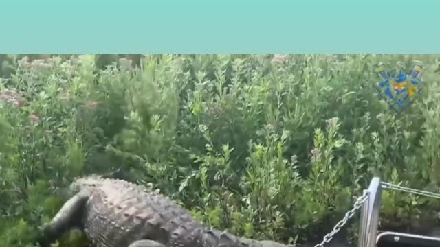 Mess_with_Beast_Crocodile, Alligator_Encouter