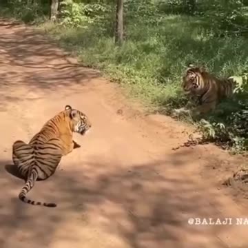 Wildlife in Close view with different perspective.