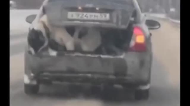 WATCH THIS COURAGEOUS DOG JUMP OFF A MOVING CAR!!