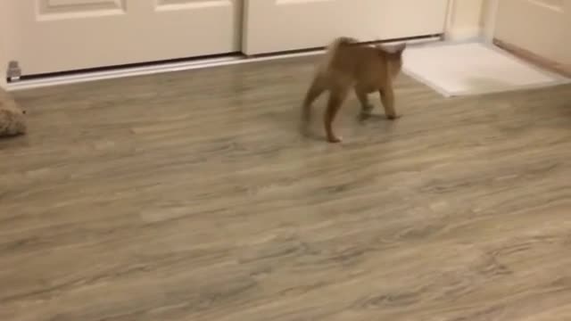 Small tan puppy runs around room and sits in dog bed