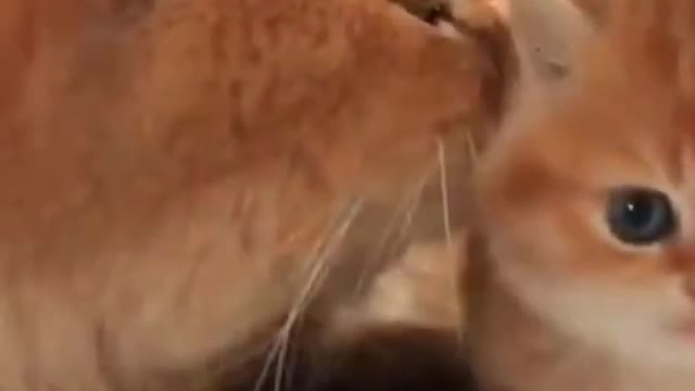 Cute Cat Funny Video shorts short cat catvideos