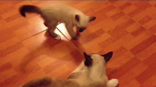 Dont Disturb Mommy Funny