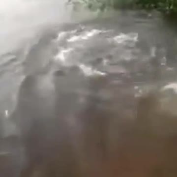 Hippo suddenly appeared and surprised the children