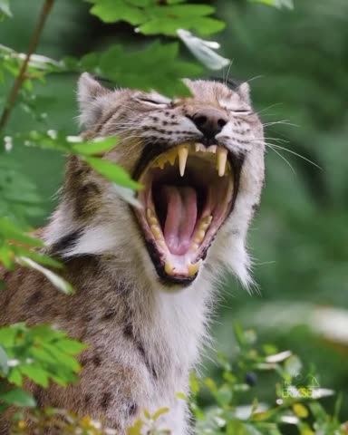 Lynx powerful smile 😱