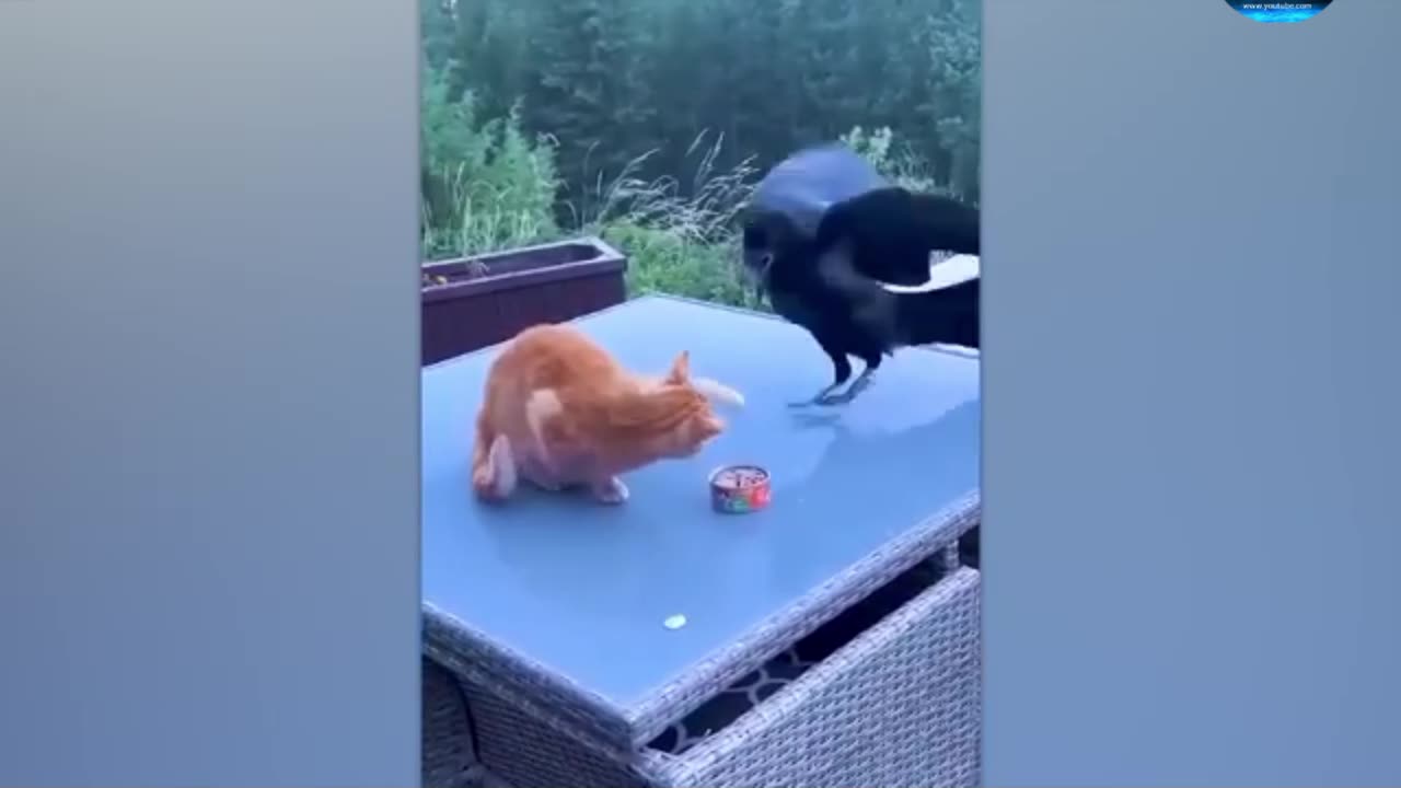 A cat and a crow fight over food funn&amazing video full watch