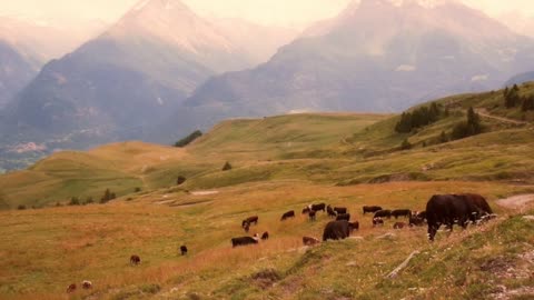 Cows Grazing Against Mountains