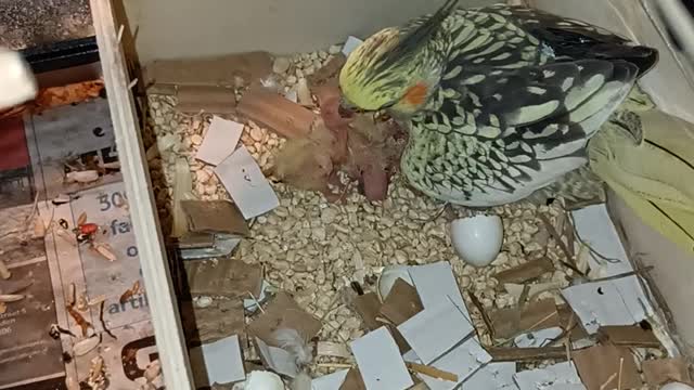 Cockatiel Mother Feeding Chicks