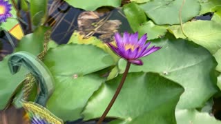 Water Lilies