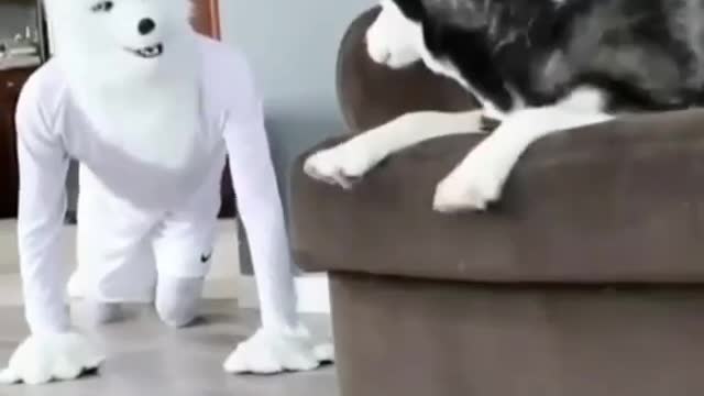 Funny dog Videos