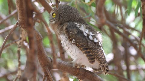 WILD OWL CLOSE-UP VIDEO