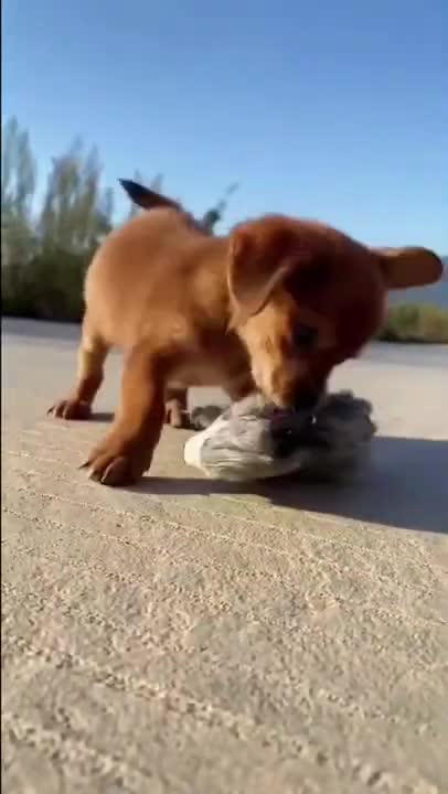 Cute puppy play with horse doll