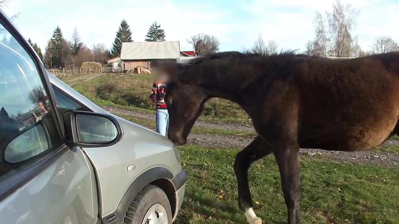 Beautiful Adorable Foal inspecting the car