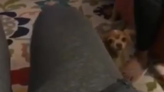 Funniest 🐶 Dogs and 😻 Cats - Awesome Funny Pet Animals Life Videos 😇