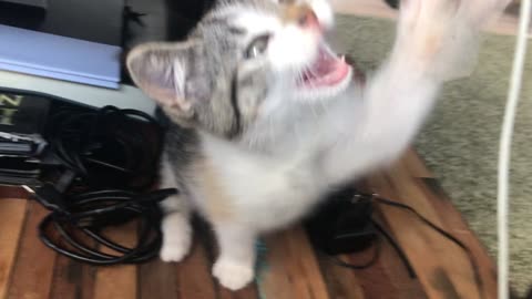 Fluffy cat playing with tape