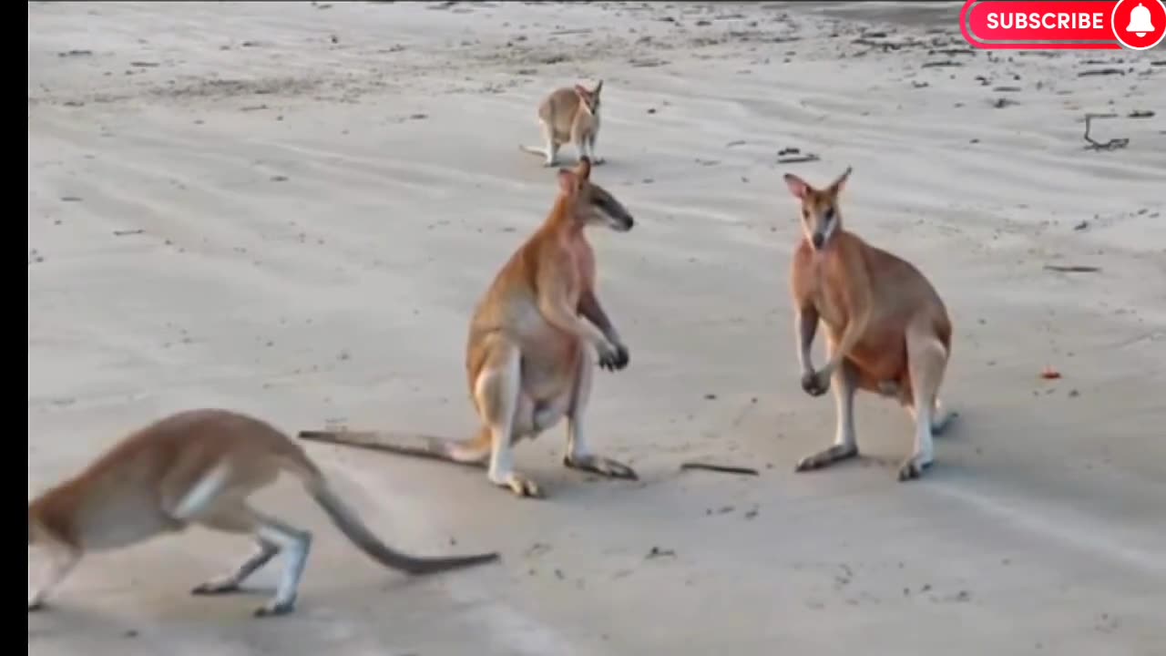 funny kangaroos fight