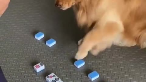 Intelligent Dog