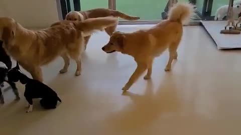 A young retriever meets a big retriever