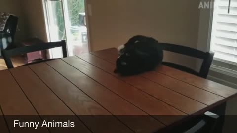 funny animals videooo