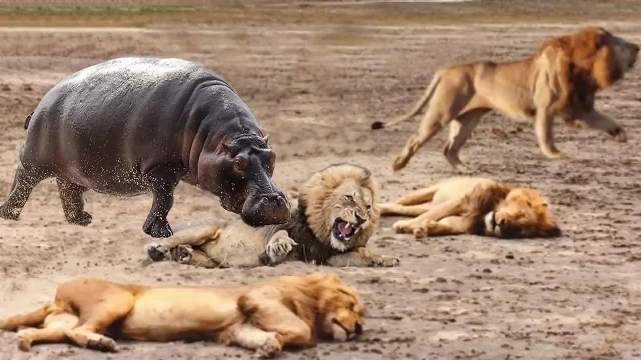 Pertarungan hewan buas