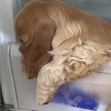 Cool like a fridge Chill like a freezer Dog life