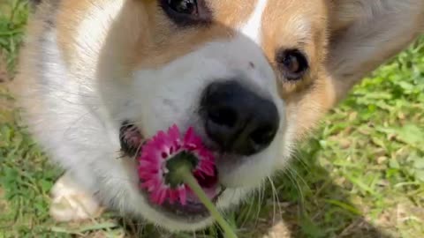 too intrusive corgi is very cute, but shows its character at the end