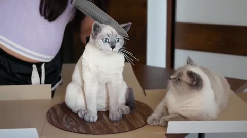 Cat 🐈 together with cake